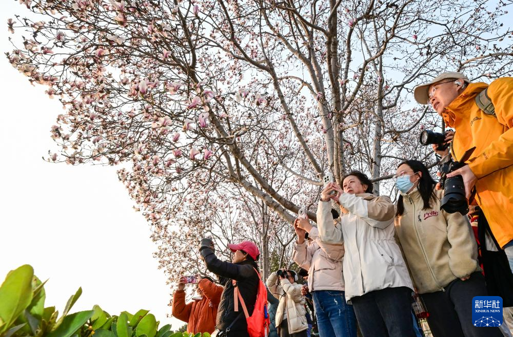 京城春信，玉兰先至