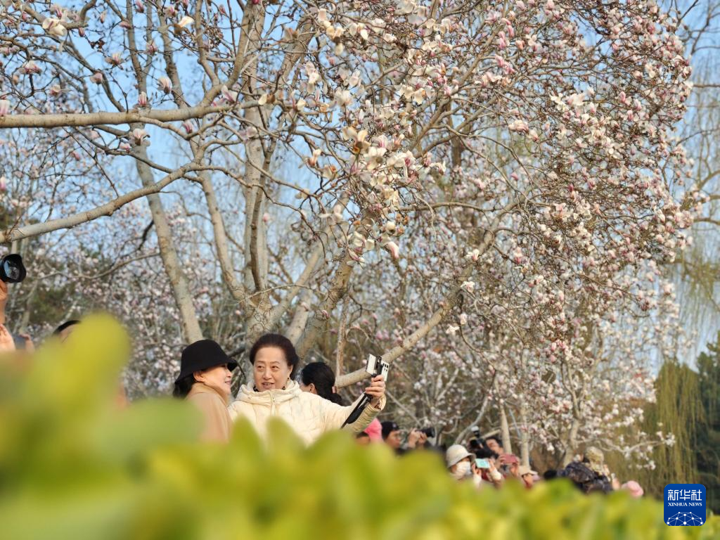 京城春信，玉兰先至