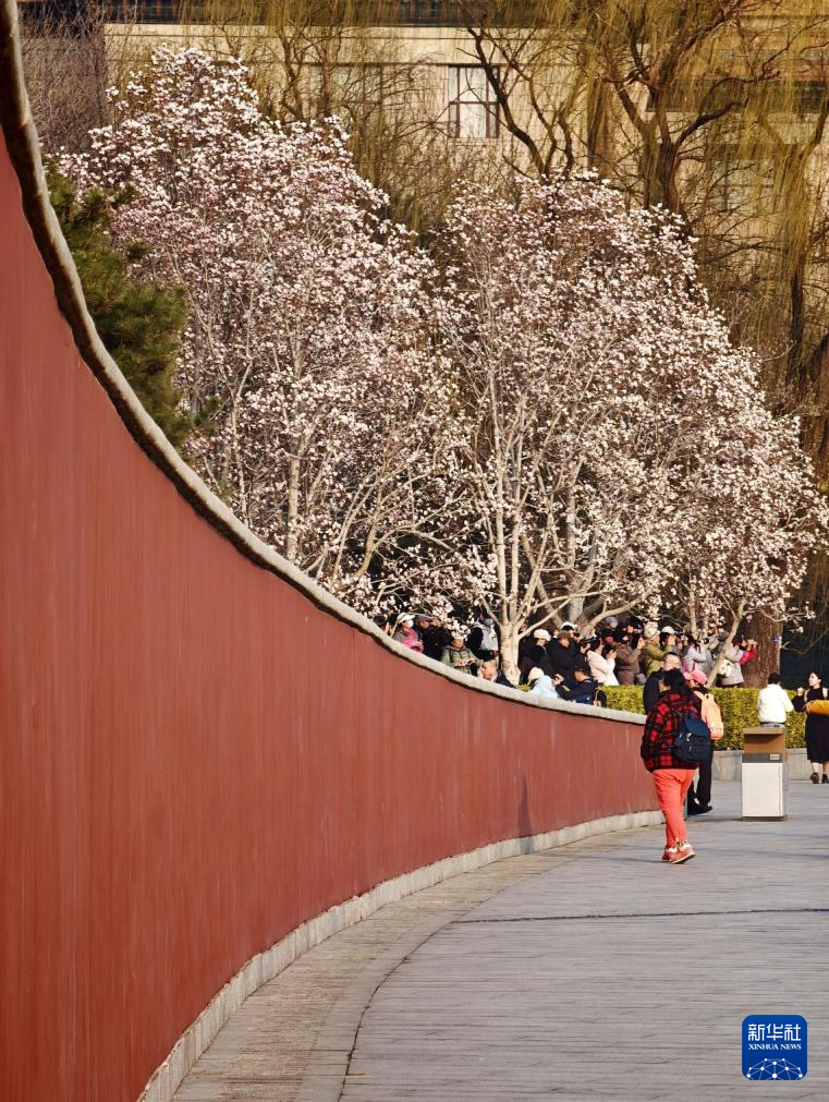 京城春信，玉兰先至