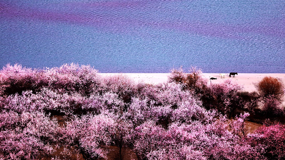 快出发！这些地方陆续美成仙境！