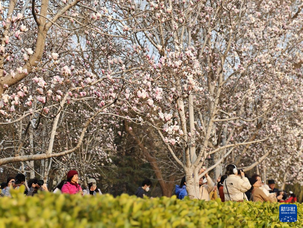 京城春信，玉兰先至