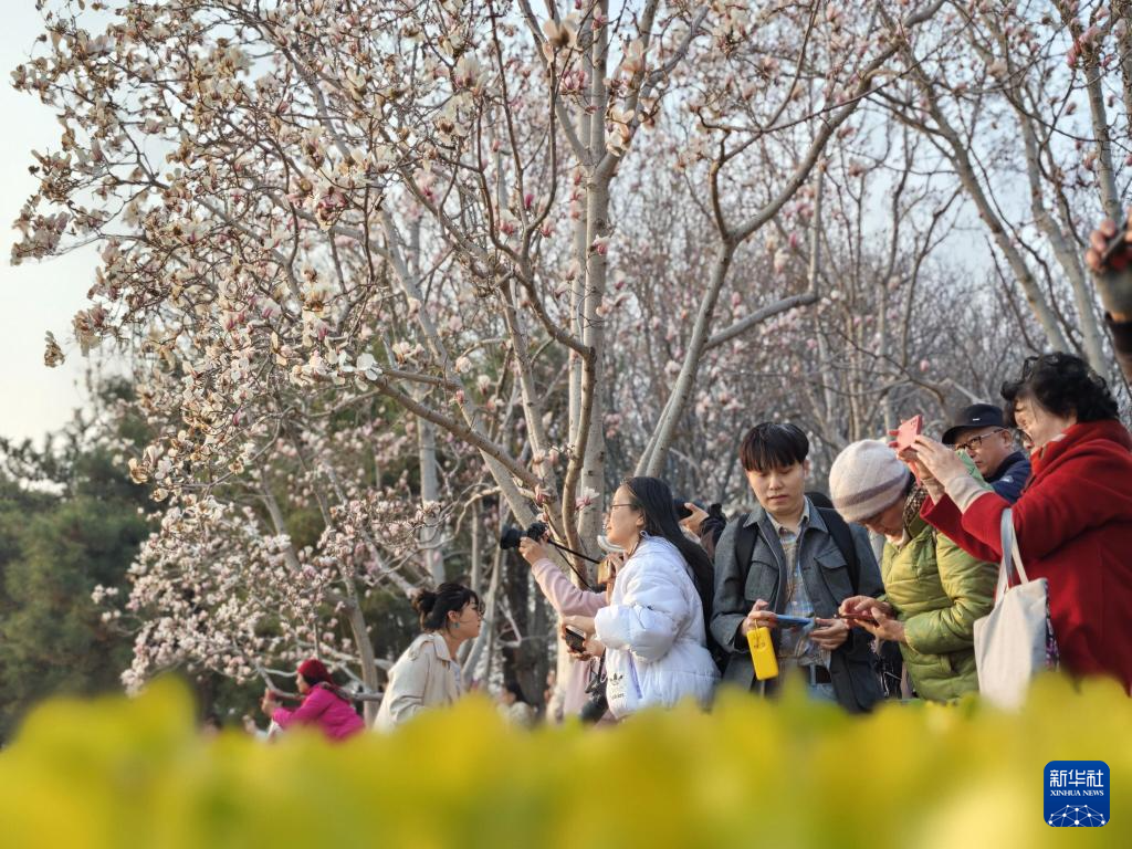 京城春信，玉兰先至
