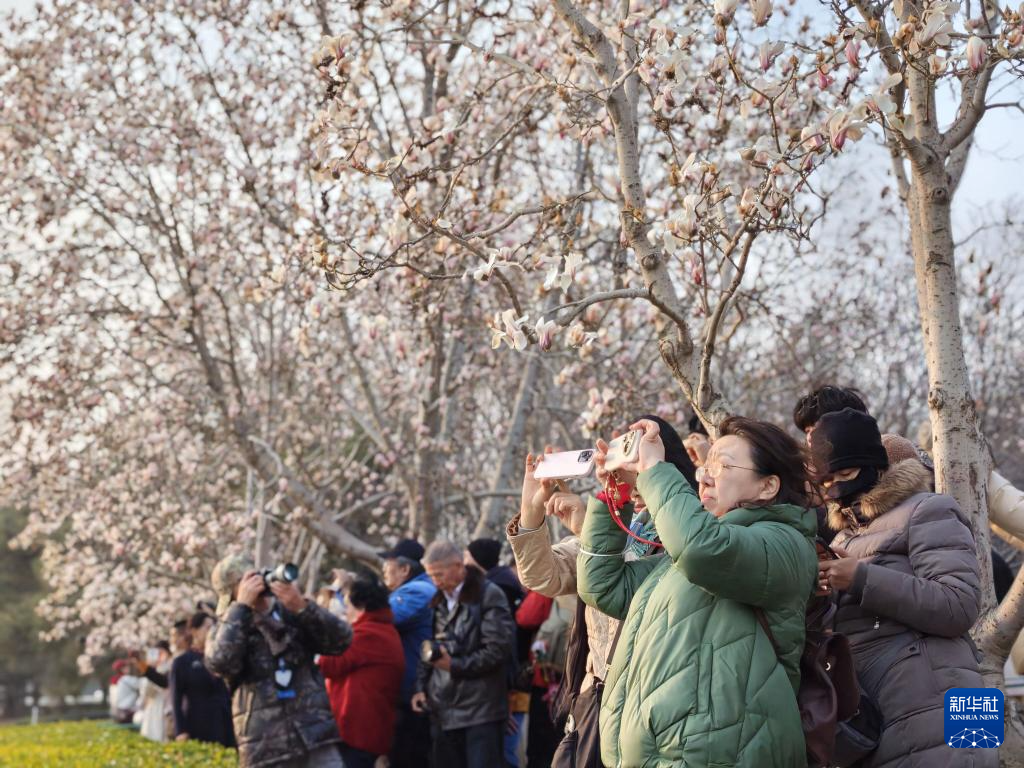京城春信，玉兰先至
