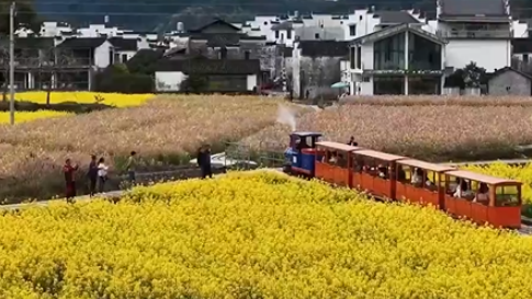 以花为媒 激活“美丽经济”新动能