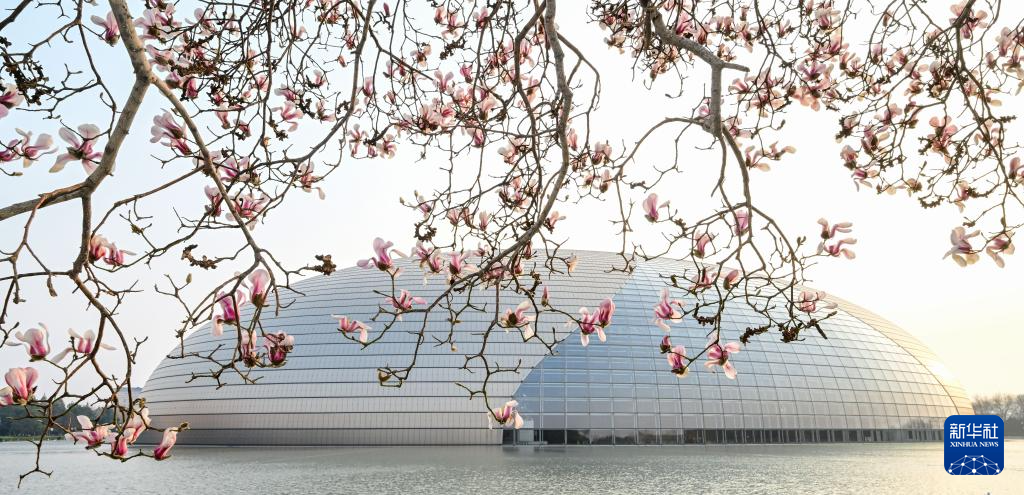 京城春信，玉兰先至