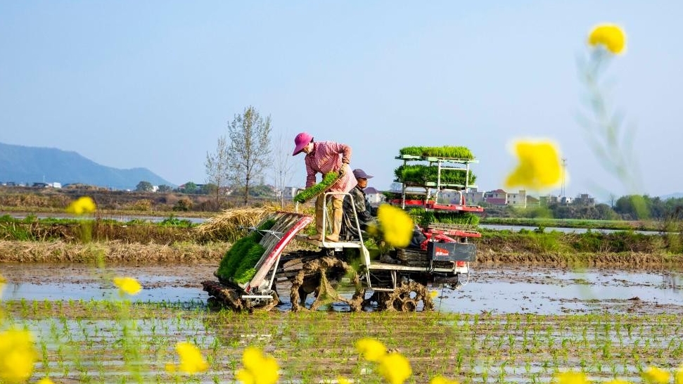 清明种得一田春