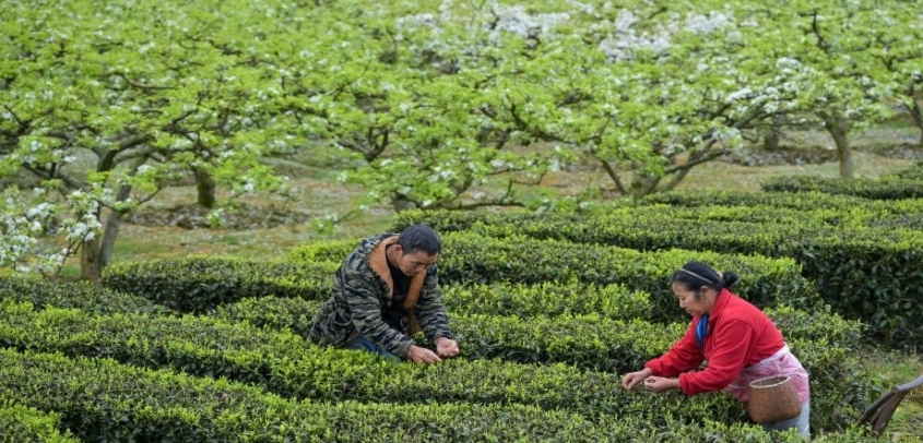 明前茶里的生态诗行