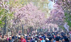 海棠花开五大道