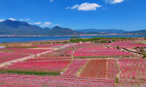 大地如铺上粉红地毯！丽江拉市海桃花惊艳上线