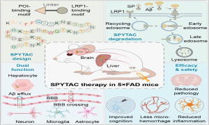 阿尔茨海默病治疗新策略！我国科学家开发新型靶向蛋白降解技术