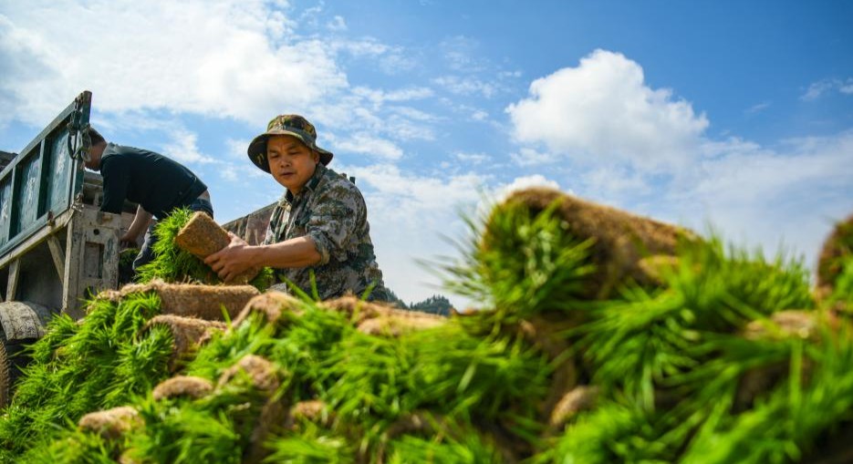 清明种得一田春