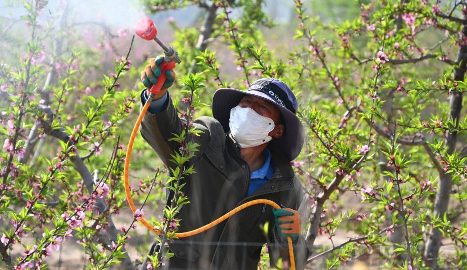 清明种得一田春