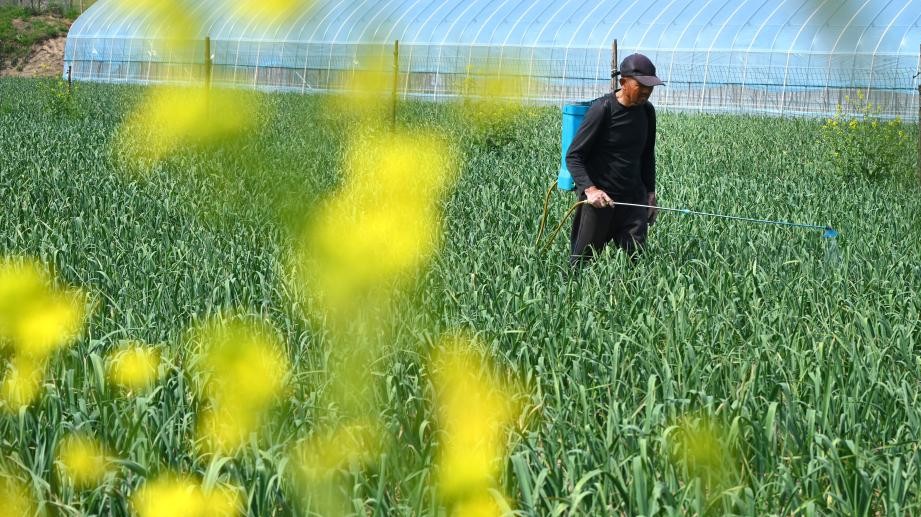 清明种得一田春