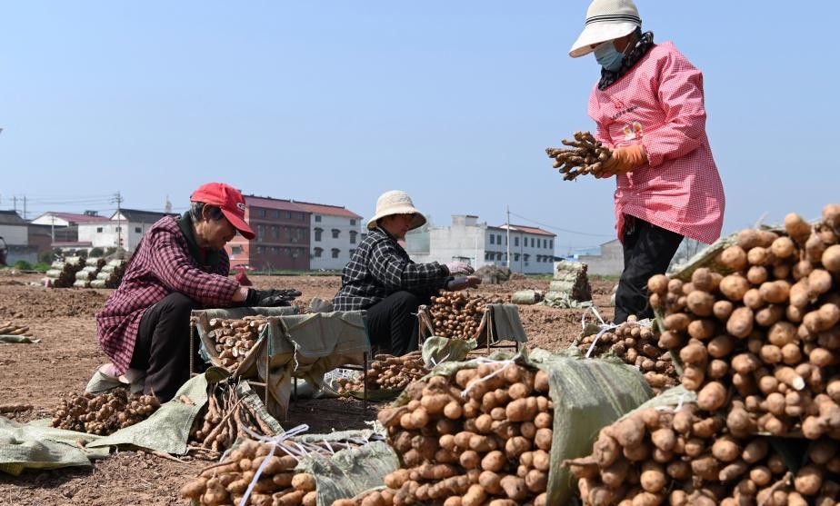 清明种得一田春
