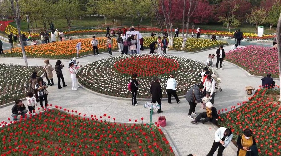 秀我中国丨超30万株郁金香绽放聊城 打造春日沉浸式花海
