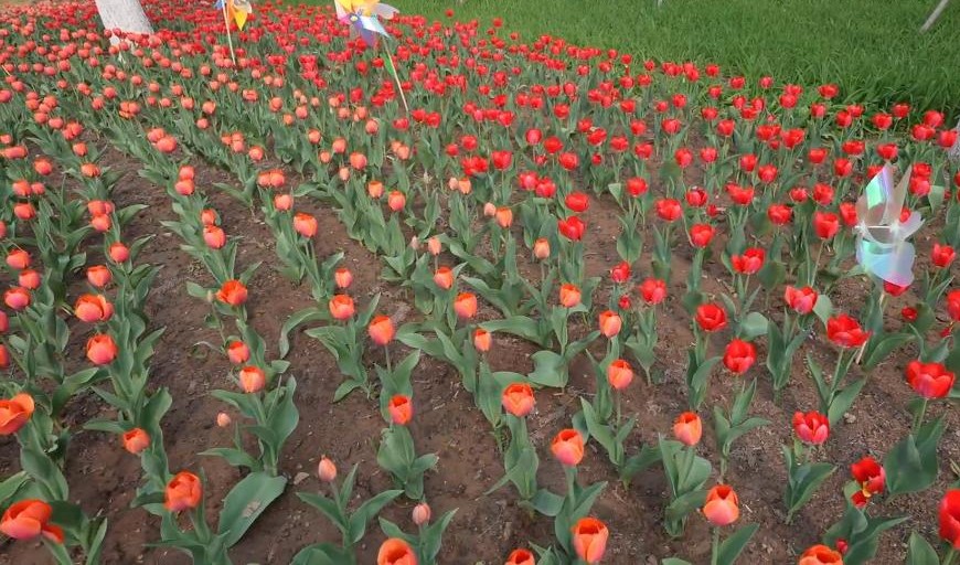 秀我中国丨超30万株郁金香绽放聊城 打造春日沉浸式花海