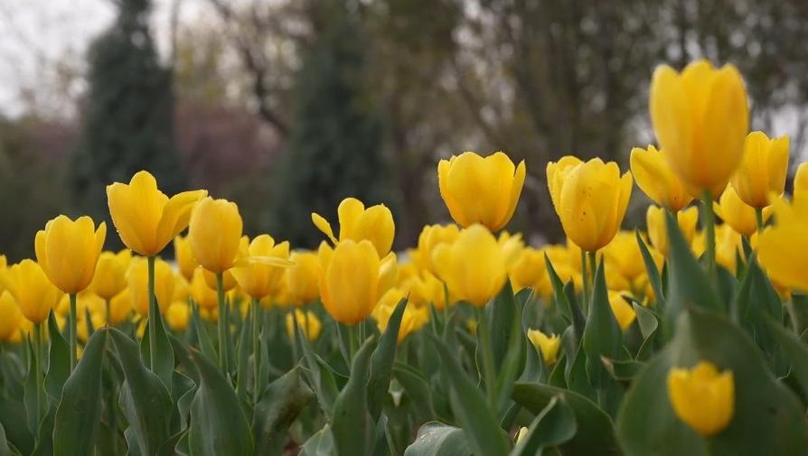 秀我中国丨超30万株郁金香绽放聊城 打造春日沉浸式花海